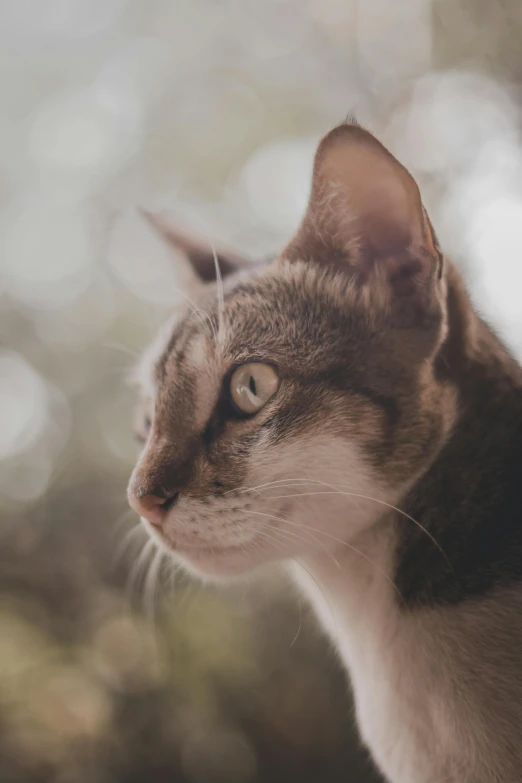 a cat sitting on top of a window sill, a picture, unsplash, close - up of face, bokeh ), right side profile, scientific photo