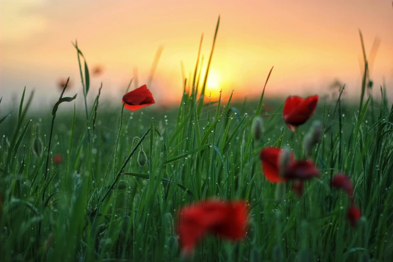 a field that has some red flowers in it, pexels contest winner, at gentle dawn green light, world war one, floral sunset, instagram post