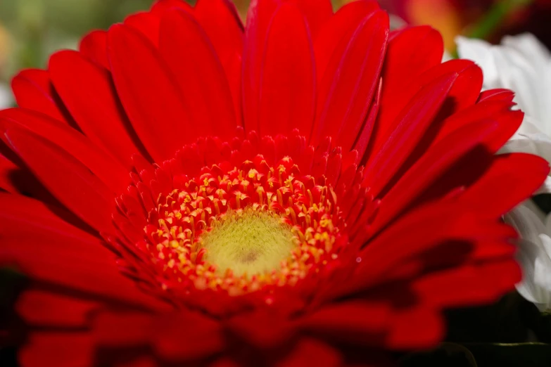 a close up of a red and white flower