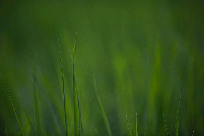 a single flower sitting on top of a lush green field, paul barson, green ambient light, medium-shot, grass texture