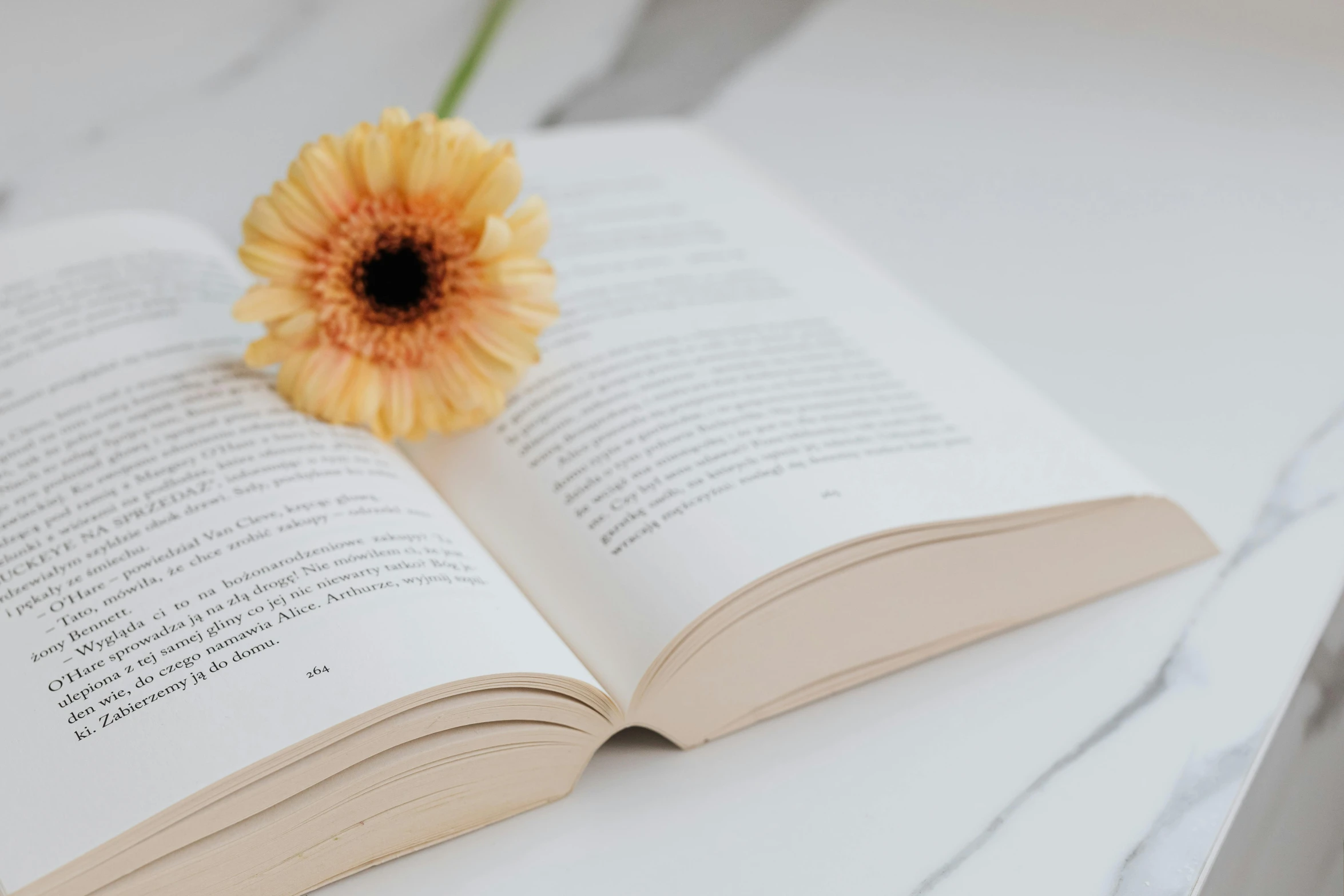 an open book with a flower on top of it, unsplash contest winner, white and yellow scheme, close-up product photo, lecherous pose, unedited