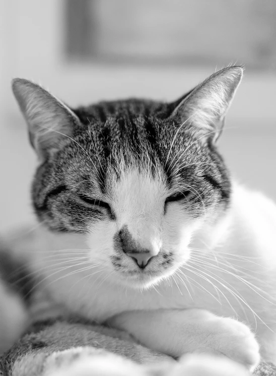 a black and white photo of a cat sleeping, winking, pristine and clean, stoic face, very detailled face