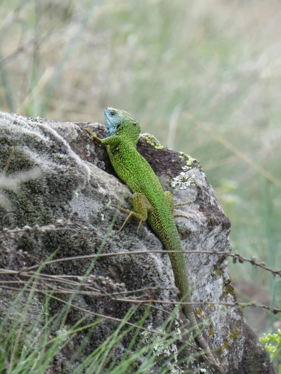 a green lizard sitting on top of a rock, next to a plant