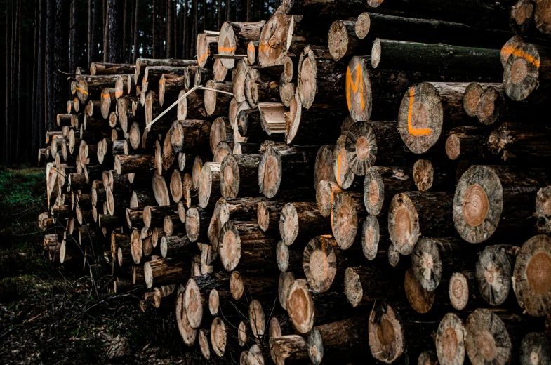 a bunch of logs stacked on top of each other, a portrait, unsplash, ((trees))