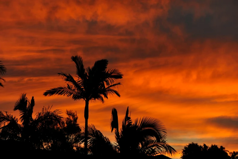 a couple of palm trees are silhouetted against a red sky, pexels contest winner, australian tonalism, backyard, orange clouds, today\'s featured photograph 4k, tawa trees