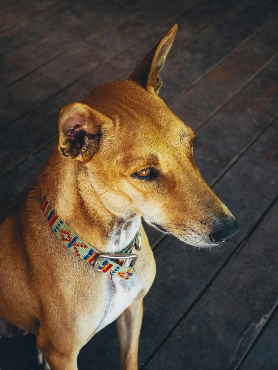 a brown dog sitting on top of a wooden floor, an album cover, inspired by Elke Vogelsang, trending on unsplash, renaissance, wearing a native american choker, vibrant patterns, collar around neck, sri lanka