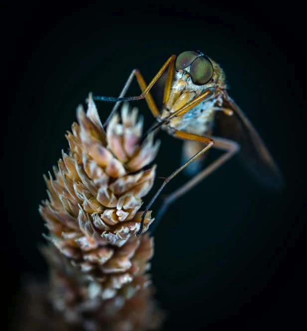 a close up of a fly on a plant, a macro photograph, by Matthias Weischer, pexels contest winner, hurufiyya, portrait of tall, closeup at the food, at night, shot with sony alpha 1 camera