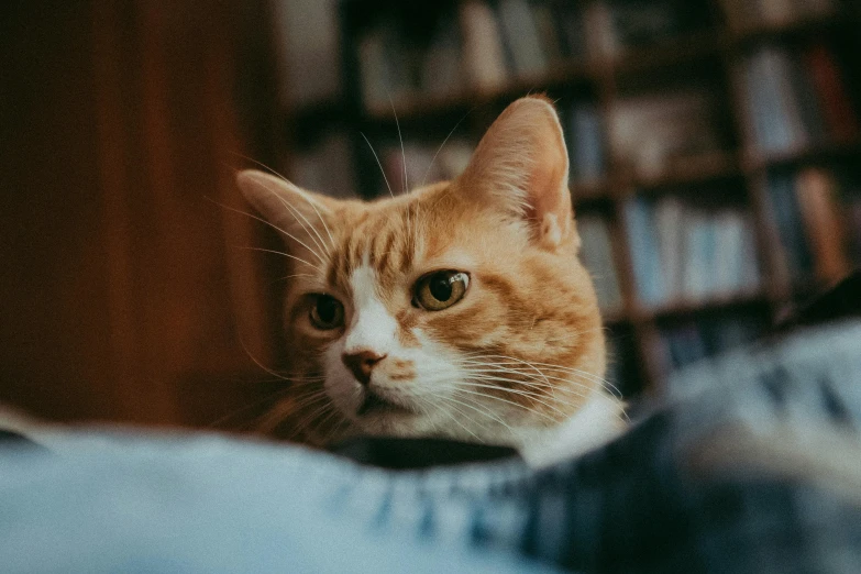 an orange and white cat sitting on top of a bed, pexels contest winner, over his shoulder, piercing stare, sitting on a sofa, unsplash photo contest winner