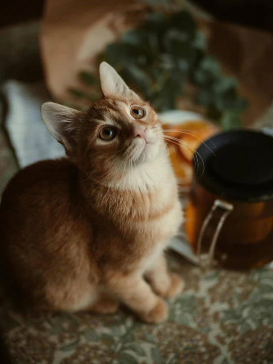 a cat sitting on top of a table next to a cup, pexels contest winner, jar of honey, close up portrait, gif, high quality image