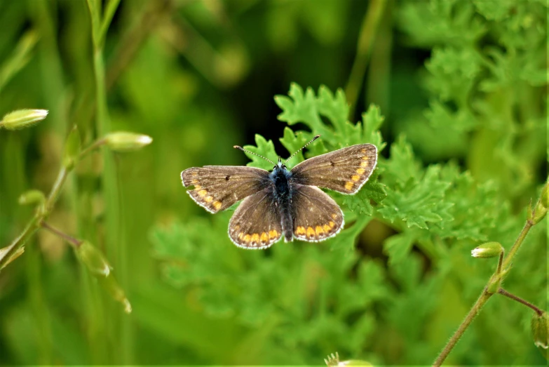 a brown butterfly sitting on top of a green plant, by David Simpson, pexels contest winner, hurufiyya, blue and yellow fauna, female floating, thumbnail, small