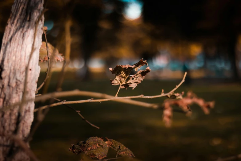 a dead leaf sitting on top of a tree branch, a picture, unsplash, art photography, hasselblad film bokeh, pink golden hour, bokeh photo