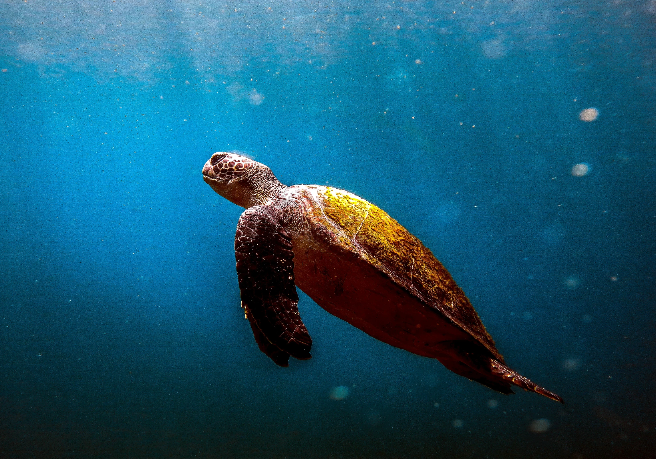 a turtle swimming in the blue water, by Adam Marczyński, pexels contest winner, hurufiyya, 🦩🪐🐞👩🏻🦳, brown and cyan color scheme, on a dark background, multiple stories