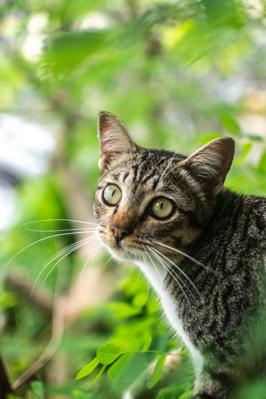 a cat sitting on top of a tree branch, up close, lush green, looking serious, instagram post