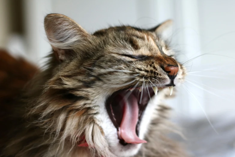 a close up of a cat yawning on a bed, pexels contest winner, renaissance, biomechanical open chewing mouth, bedhead, tinnitus, maine coon