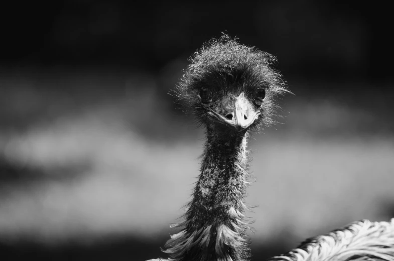 a black and white photo of an ostrich, by Matthias Weischer, pexels contest winner, hurufiyya, “portrait of a cartoon animal, sweltering, portrait of a small, disheveled