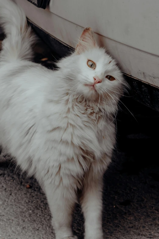 a white cat standing next to a white car, a picture, trending on unsplash, renaissance, long wavy fur, looking down at you, low quality photo, grey