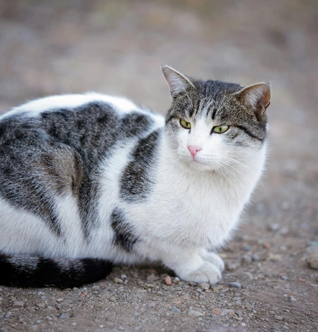 a gray and white cat sitting on the ground, by Julia Pishtar, unsplash, realism, morbidly obese, getty images, armored cat, handsome