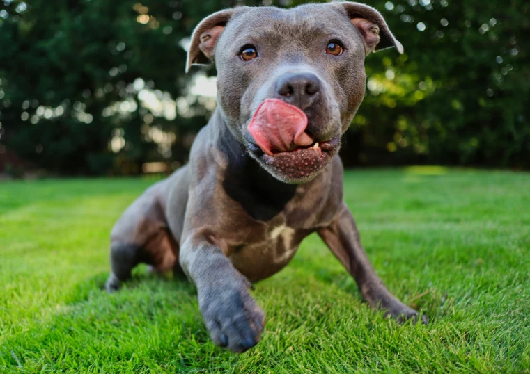 a brown dog laying on top of a lush green field, pexels, renaissance, pitbull, grey, licking tongue, slim shady tennis ball monster