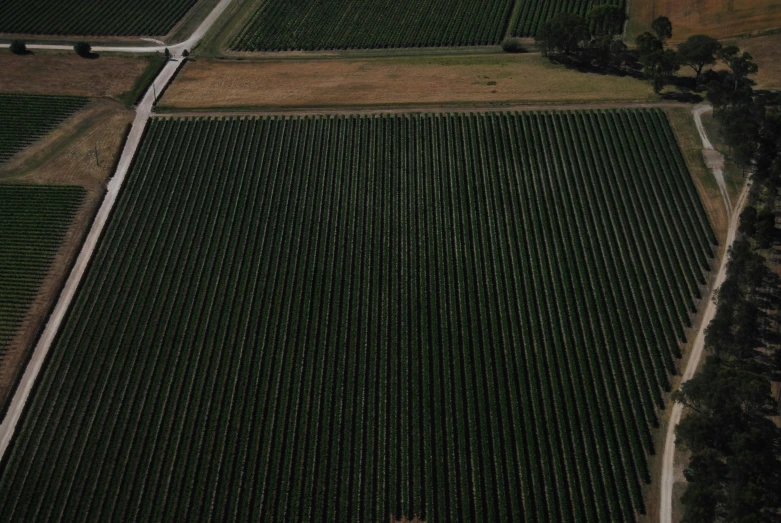 an aerial view of a field of crops, an album cover, wine, florida, high quality picture, square lines