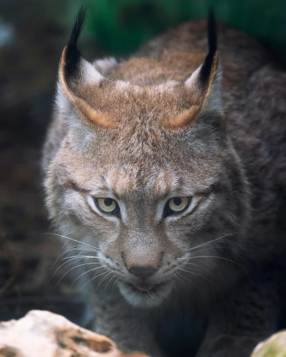 a close up of a cat near some rocks, a picture, by Matija Jama, pexels contest winner, anthropomorphic lynx, has horns: a sharp, gif, two male