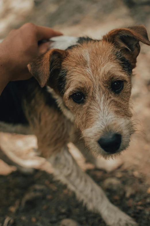 a person petting a small brown and white dog, pexels contest winner, renaissance, slightly dirty face, sharp ears, mutt, covered in mud