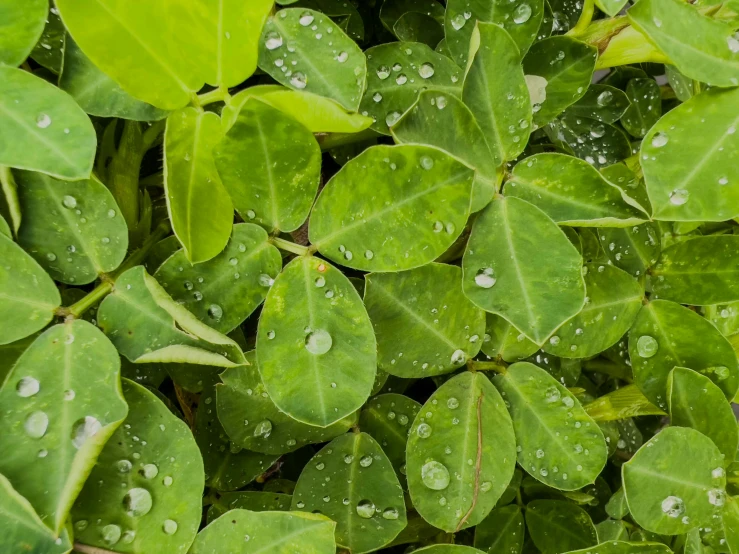 a bunch of green leaves with water droplets on them, a digital rendering, unsplash, hurufiyya, celtic vegetation, zoomed out to show entire image, no cropping, vines along the jungle floor