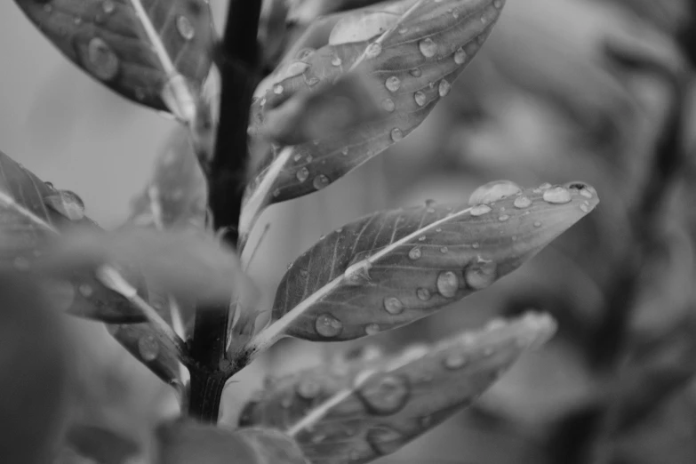 a plant with water droplets on it, by Jan Rustem, greyscale, randy bishop, leaves, by greg rutkowski