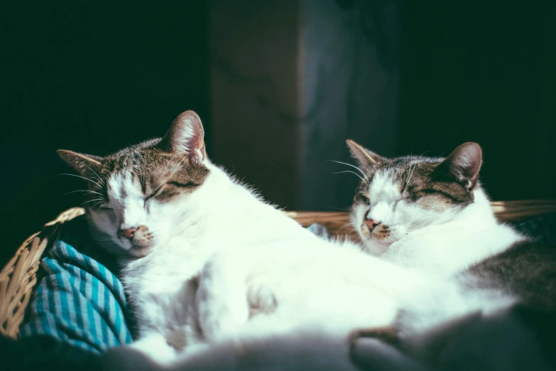 a couple of cats laying on top of a bed, a colorized photo, pexels, warm summer nights, white, eyes closed, instagram picture