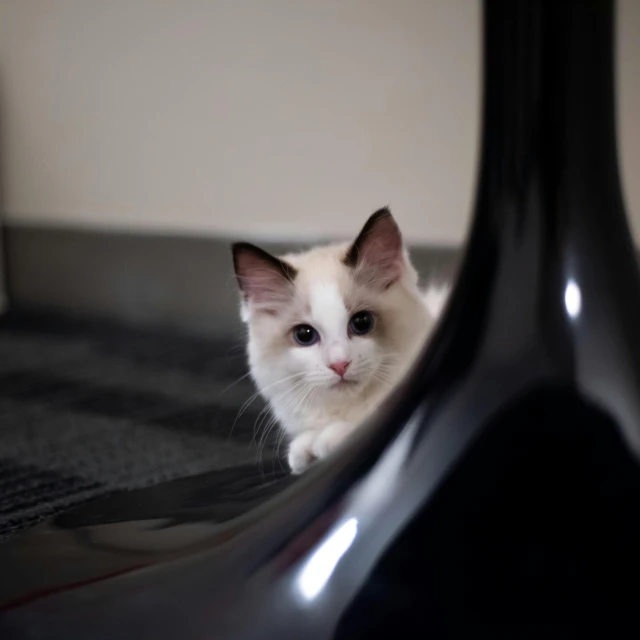 a white cat sitting on top of a black table, piano in the background, extremely polished, vinyl material, up-close