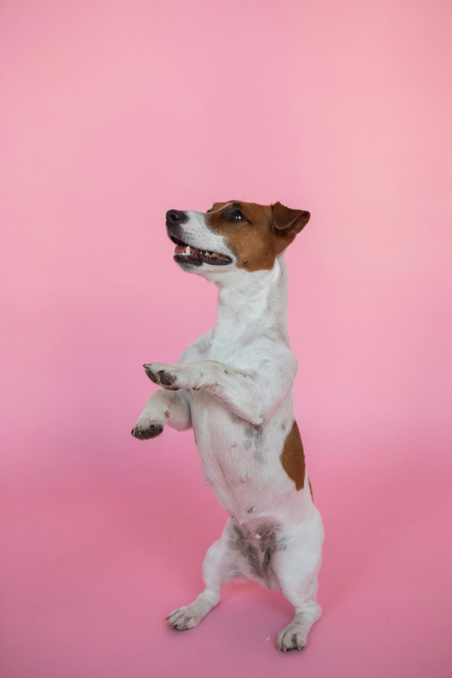 a brown and white dog standing on its hind legs, an album cover, pexels, arabesque, pink, smooth background, jack russel dog, super high resolution