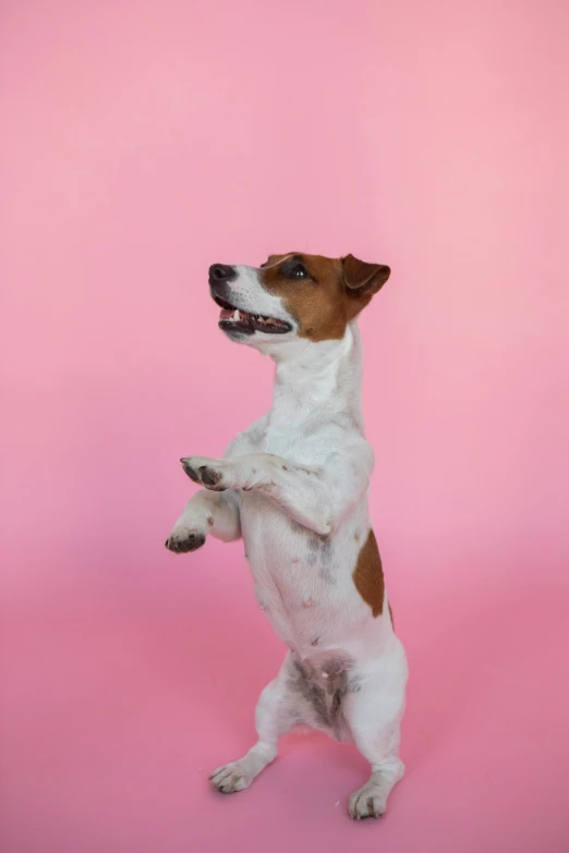 a brown and white dog standing on its hind legs, an album cover, pexels, arabesque, pink, smooth background, jack russel dog, super high resolution