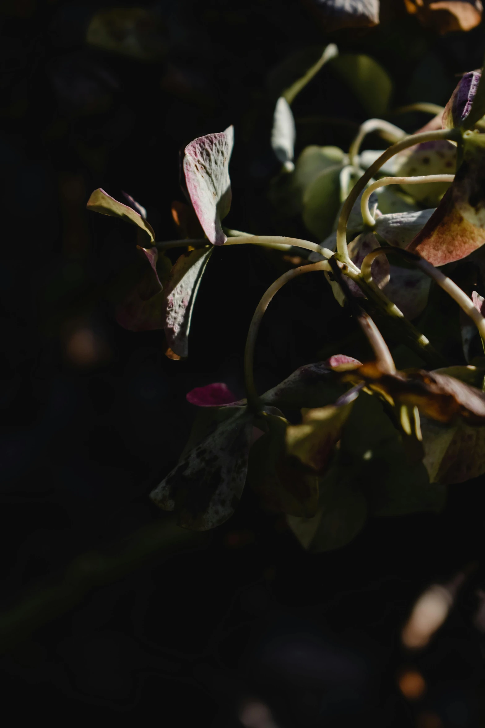 a close up of a plant with leaves, unsplash, australian tonalism, decaying dappled sunlight, flowering vines, color footage, ignant