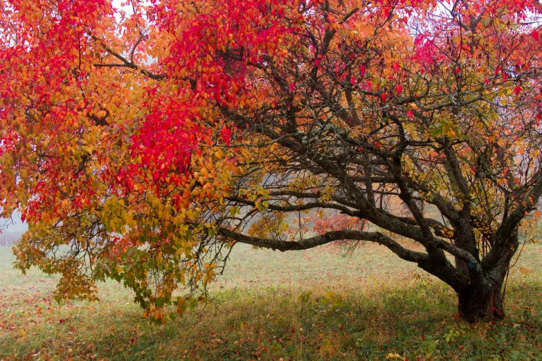 a tree that is standing in the grass, a photo, inspired by Dwight William Tryon, unsplash, color field, red orange and yellow leaves, overhanging branches, pink and red colors, flame shrubs