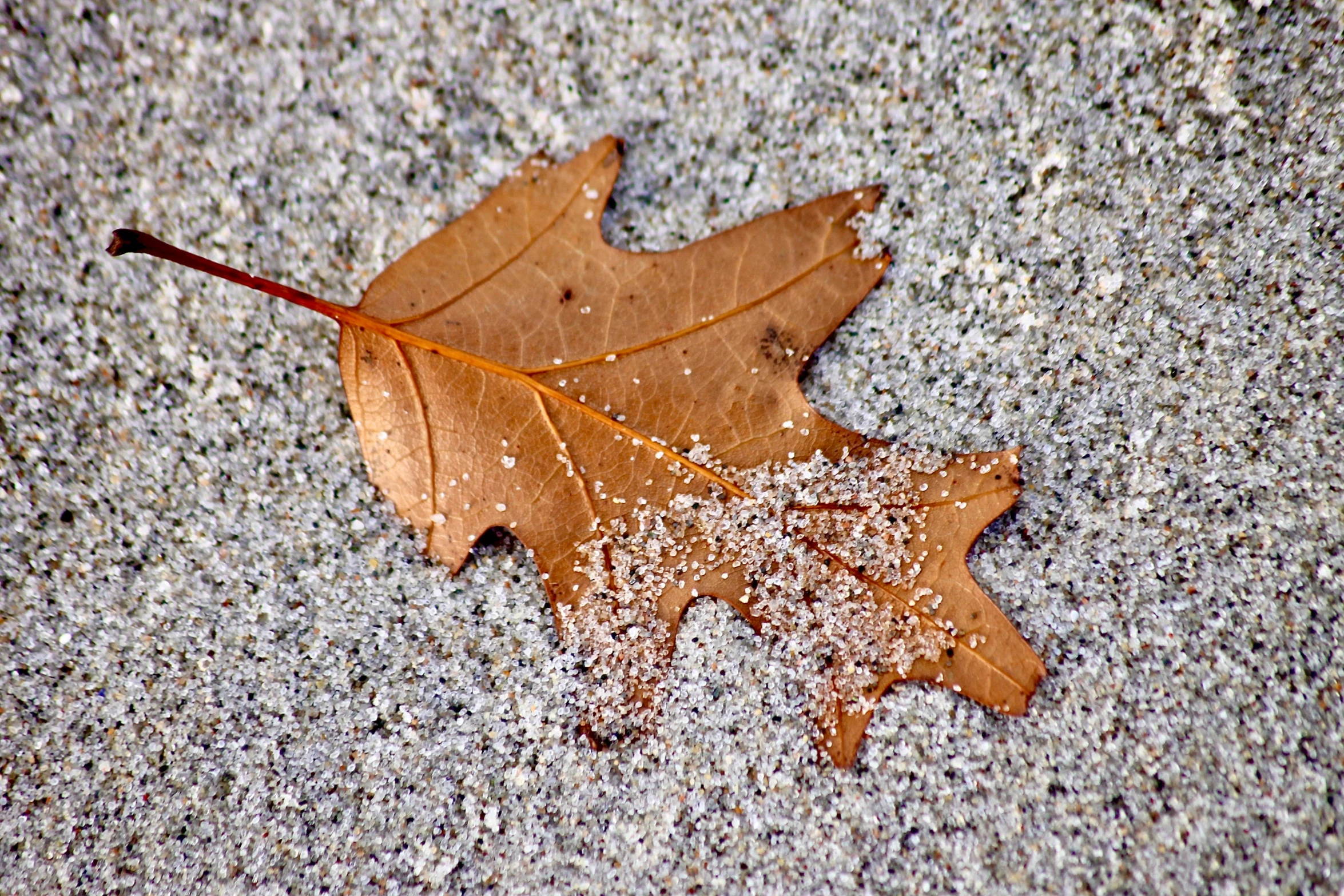 a leaf that is laying on the ground, a photo, by Jan Rustem, sand particles, maple syrup sea, frost on the canvas, randy bishop