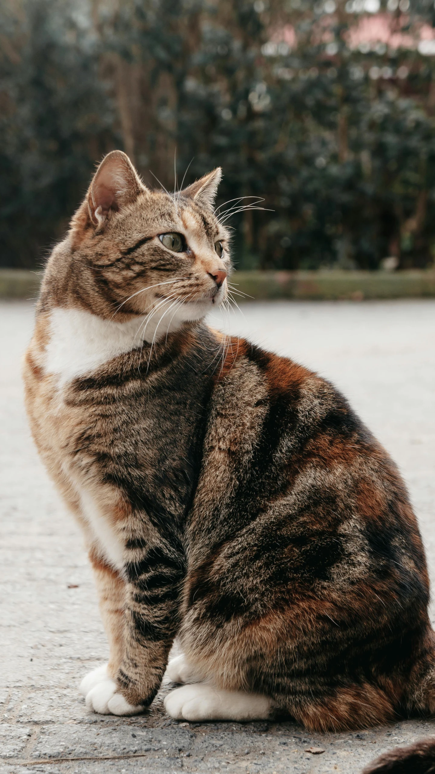 a brown and white cat sitting on a sidewalk, unsplash, large)}], profile shot, round format, multicoloured