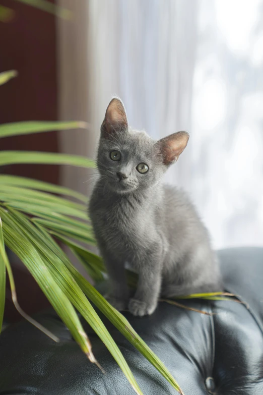 a cat sitting on top of a couch next to a plant, blue gray, zoomed in, soft vinyl, kittens