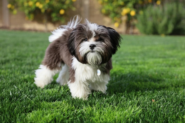 a small dog standing on top of a lush green field, shih tzu, profile image, in the yard, information