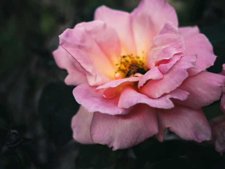 a close up of a pink flower on a plant, an album cover, pexels contest winner, rose garden, beatifully lit, manuka, unsplash photography