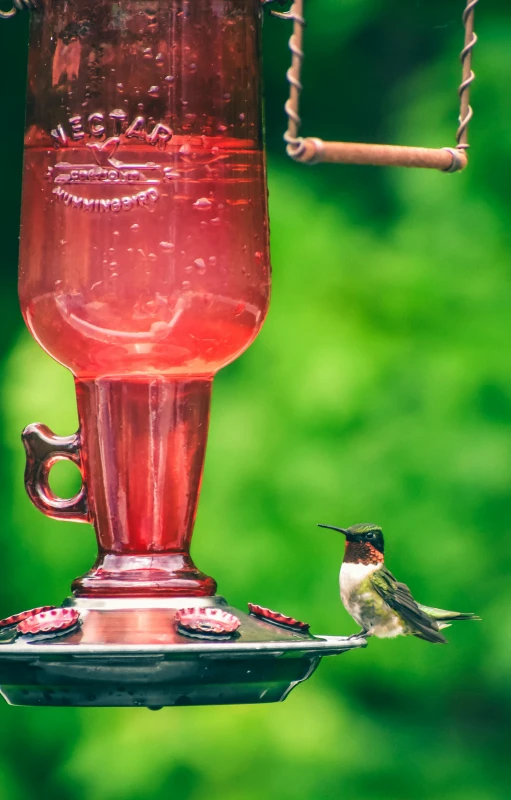 a hummingbird perches on a hummingbird feeder, by Jim Nelson, pexels, renaissance, with a drink, from a huge red glass bong, summer setting, robin