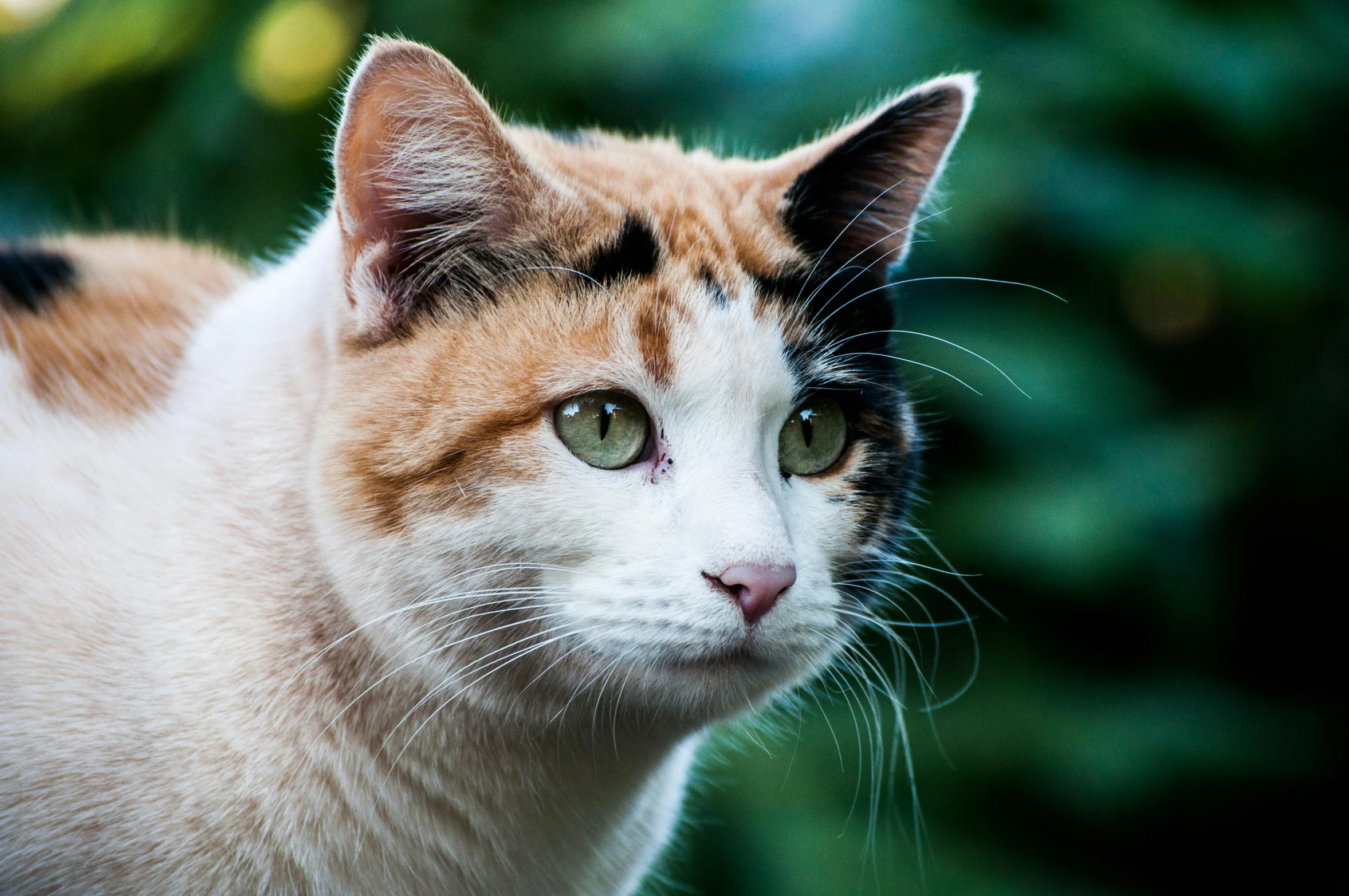 a close up of a cat with green eyes, a photo, by Julia Pishtar, unsplash, getty images, calico cat, outdoor photo, with pointy ears