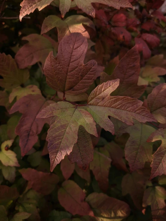 a close up of a plant with red leaves, sycamore, payne's grey and venetian red, promo image, no cropping