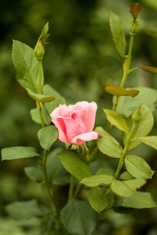 pink flower buds growing from the leaves on a bush
