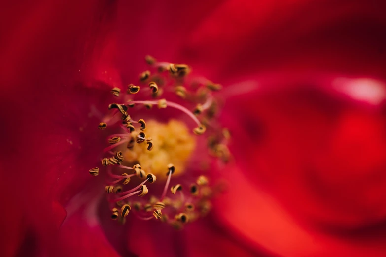 a flower with yellow stiples in the center