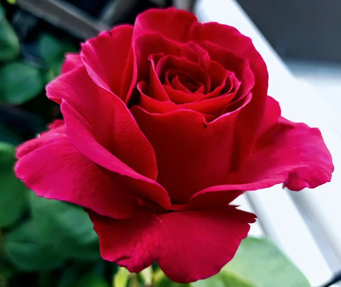 a close up of a red rose in a vase