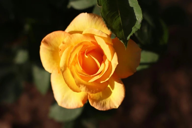 a close up view of a yellow rose that is blooming
