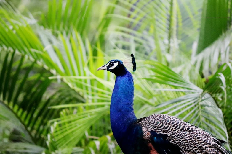 the bird is perched on the nch of some leaves