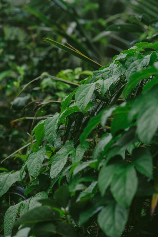 a red fire hydrant sitting in the middle of a lush green forest, inspired by Elsa Bleda, sumatraism, banner, large leaves, under rain, as seen from the canopy