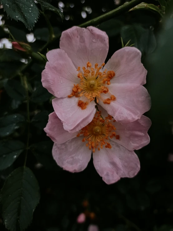 a close up of a pink flower on a tree, inspired by Charlotte Nasmyth, unsplash, rose-brambles, porcelain, overcast, 33mm photo