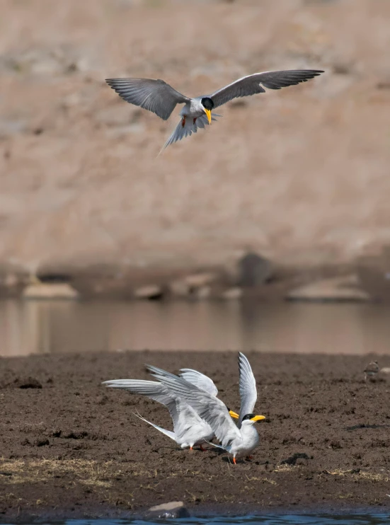 a couple of birds flying over a sandy shore