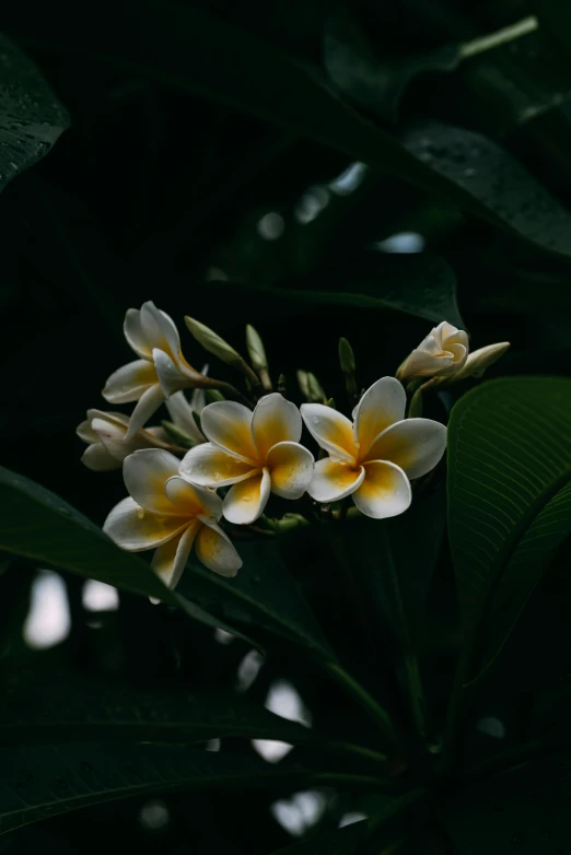 a bunch of white and yellow flowers on a tree, unsplash, tropical leaves, ☁🌪🌙👩🏾, in bloom greenhouse, on a dark background